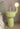 [CLEARANCE] Pastel Cactus Lamp from maija