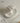 Pearly Lamp Shell from maija