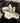 Glossy Puppy Ceramic Tray from maija
