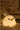 Dashing Baby Chick Night Lamp from maija