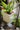JUHAN Elowen Modern Extra Large Flower Pot Jewelry from JUHAN